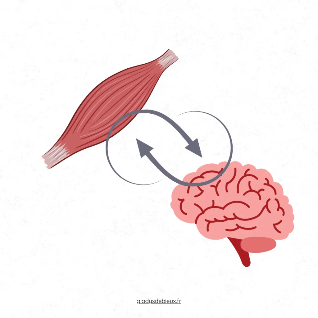 Interactions muscles-cerveau